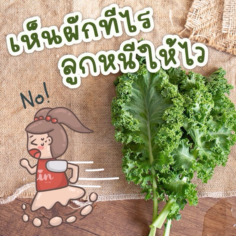 Alin เพียวเร่ : “Tasty Kale“